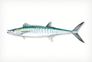 Sportfish Species - Inshore, Offshore & Freshwater - Florida Sportsman