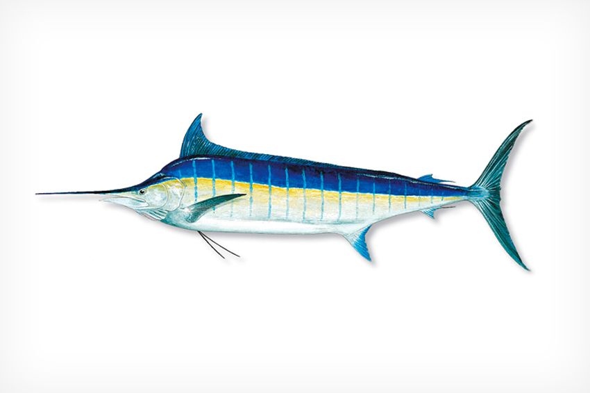 Blue Marlin - Florida Sportsman