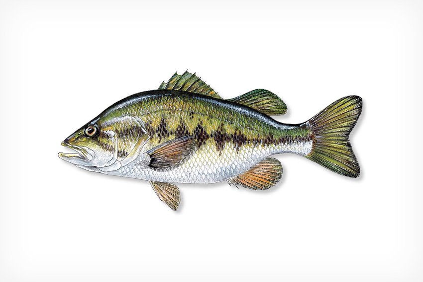 Closer Look at the 10,000 Fish Head Hunter Lipless Weedless Bass