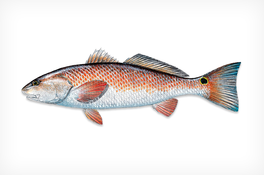 How To Catch Redfish In Shallow Water Like A Pro