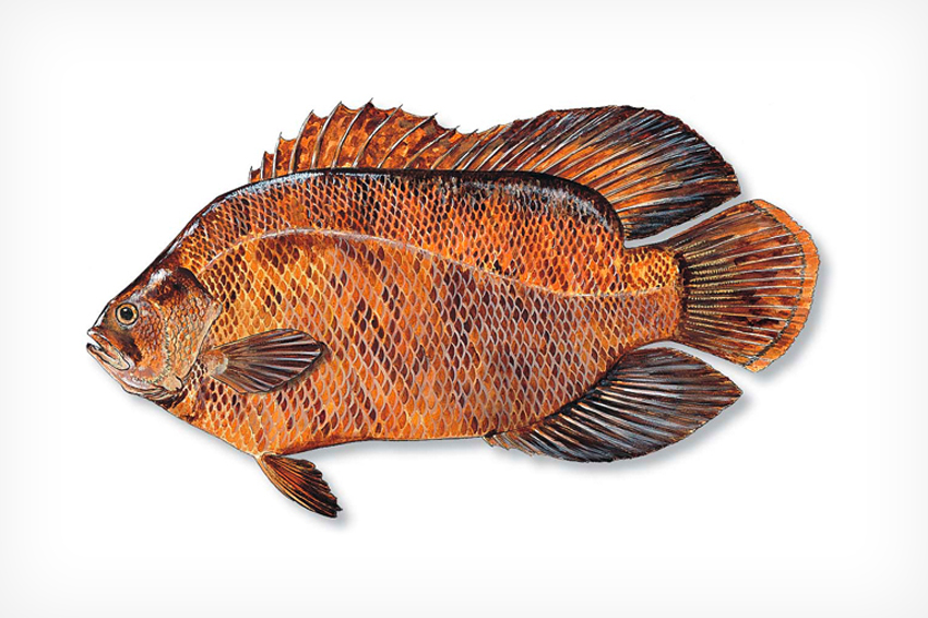 https://www.floridasportsman.com/magazine/img/fs/fish/species-lg-tripletail.jpg
