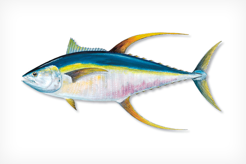 Yellowfin Tuna - Florida Sportsman